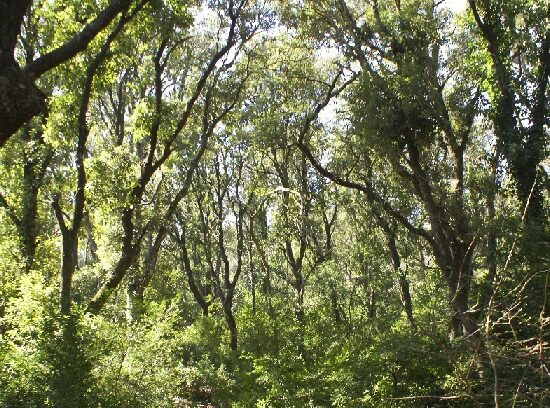 El bosque del aprendizaje-servicio