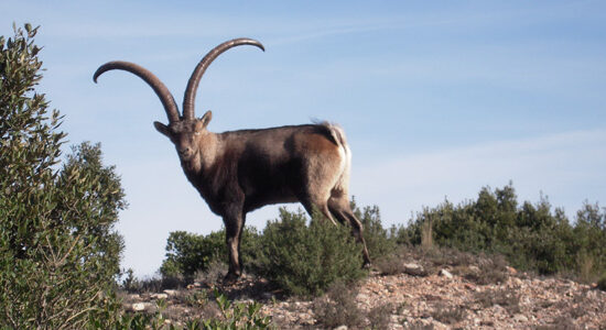 La cabra tira al monte… y al ApS