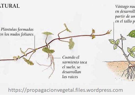 Margullir en red