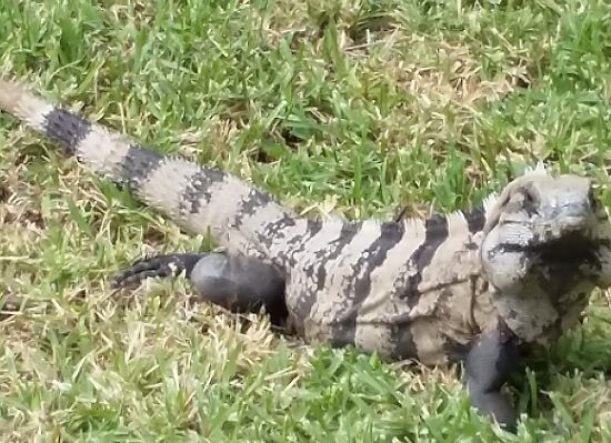 Reflexiones entre iguanas